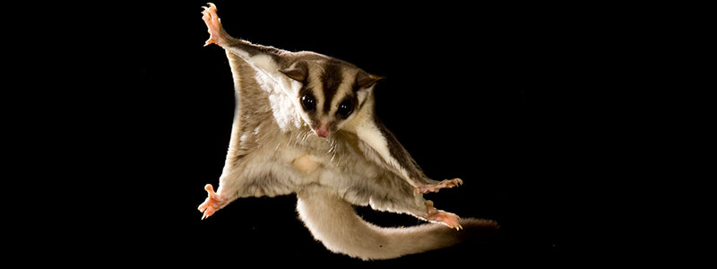 Illustration for article titled Australian Animals That Won't Kill You, Ranked
